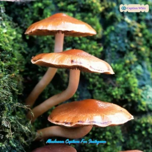 149+ Top Mushroom Captions For Instagram That Are Fun and Whimsical
