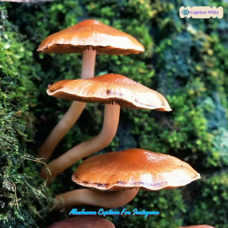 Mushroom Captions For Instagram