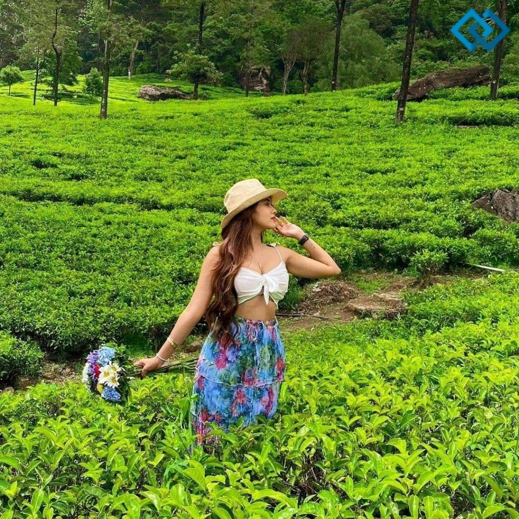 200+ Tea Garden Captions For Instagram to Savor Nature's Beauty 9 Tea Garden Captions For Instagram
