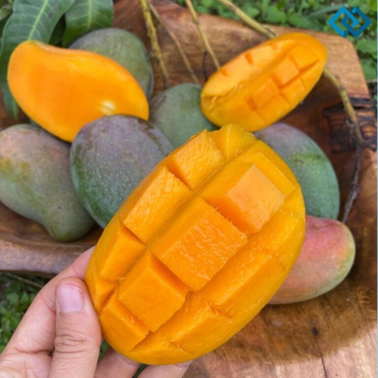 National Mango Day Captions National Mango Day Captions