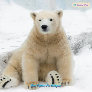 129+ Top Bear Captions For Instagram That Will Make You Roar With Laughter