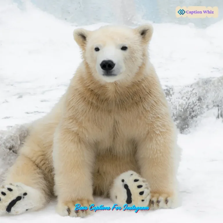 Bear Captions For Instagram