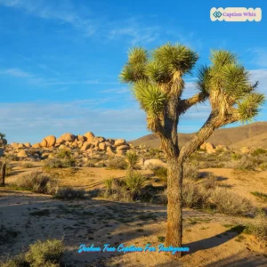 147+ Unforgettable Joshua Tree Captions For Instagram and Quotes You Need Now