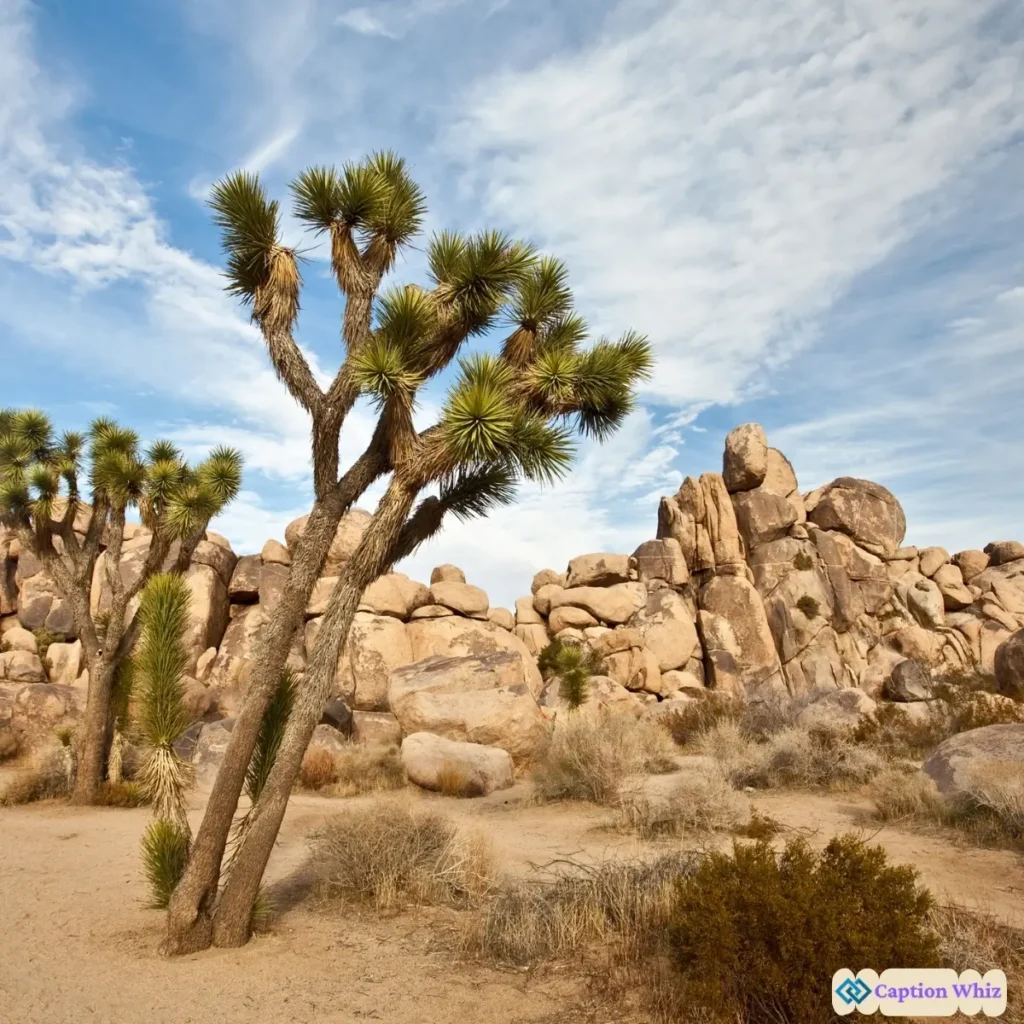147+ Unforgettable Joshua Tree Captions For Instagram and Quotes You Need Now