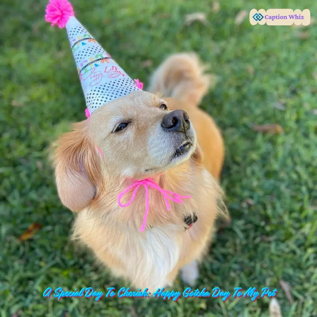 123+ Unforgettable Gotcha Day Captions For Instagram and Heartwarming Quotes
