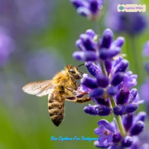 123+ Buzzing Bee Captions For Instagram and Quotes to Sweeten Your Feed