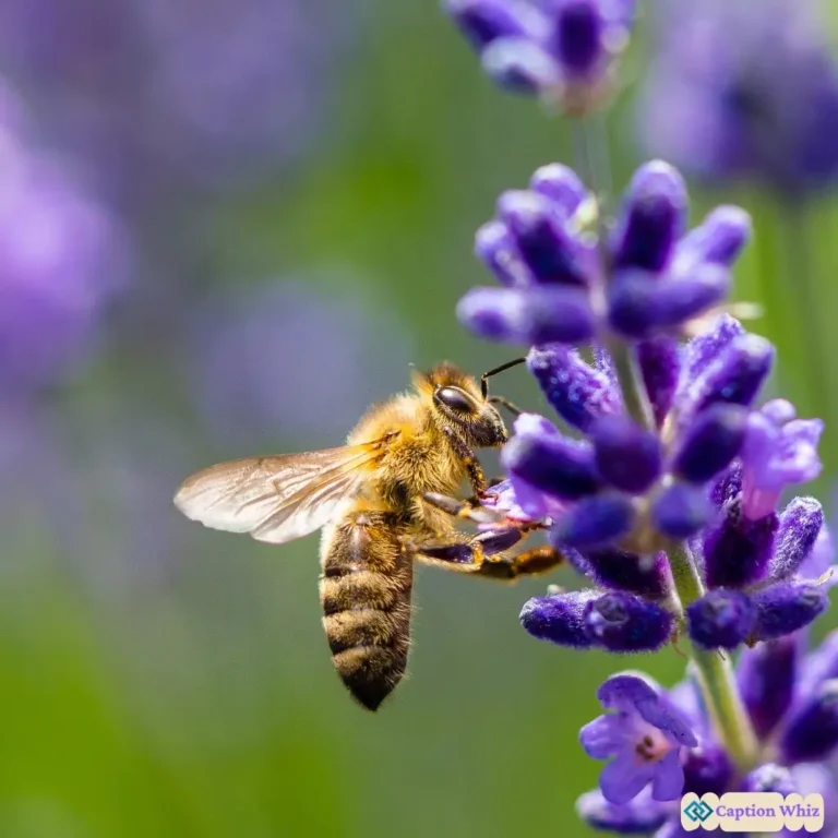 Bee Captions For Instagram