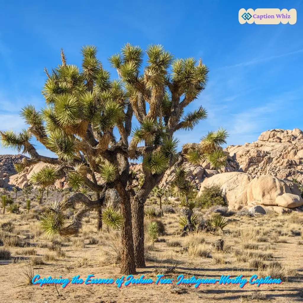 147+ Unforgettable Joshua Tree Captions For Instagram and Quotes You Need Now