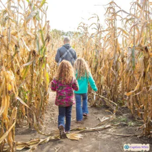 123+ Unforgettable Corn Maze Captions For Instagram and Quotes to Inspire Fun