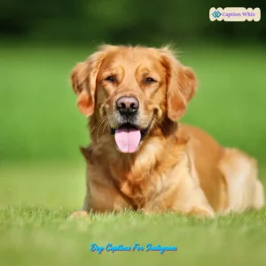 147+ Must-Have Dog Captions For Instagram and Quotes to Spark Joy and Engagement