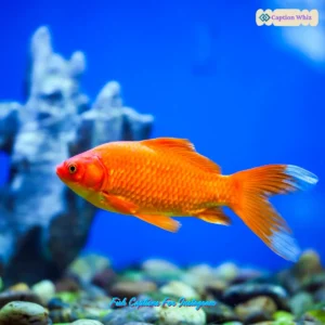 147+ Unforgettable Fish Captions For Instagram That Hook Your Followers Quotes