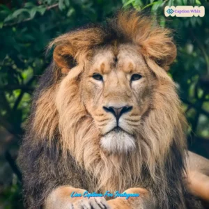 145+ Unforgettable Lion Captions For Instagram and Quotes to Inspire Your Wild Side