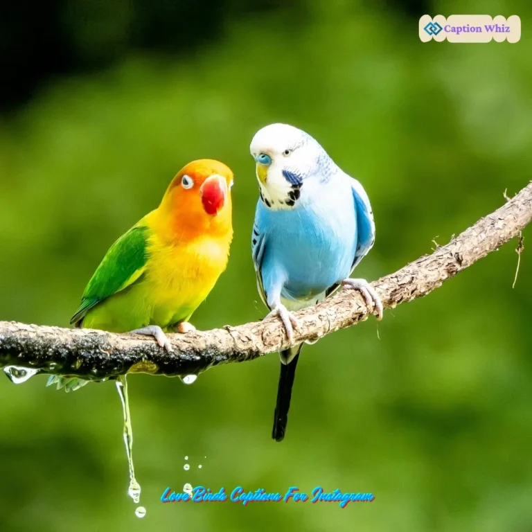 Love Birds Captions For Instagram