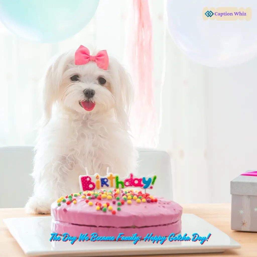 123+ Unforgettable Gotcha Day Captions For Instagram and Heartwarming Quotes