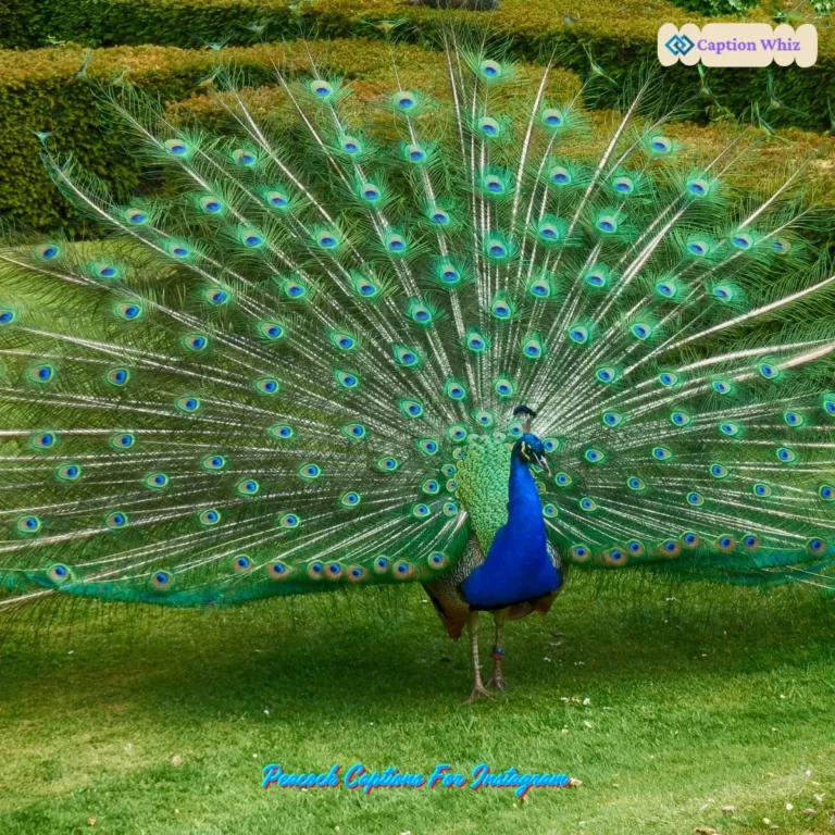 123+ Unforgettable Peacock Captions For Instagram and Quotes That Spark Joy