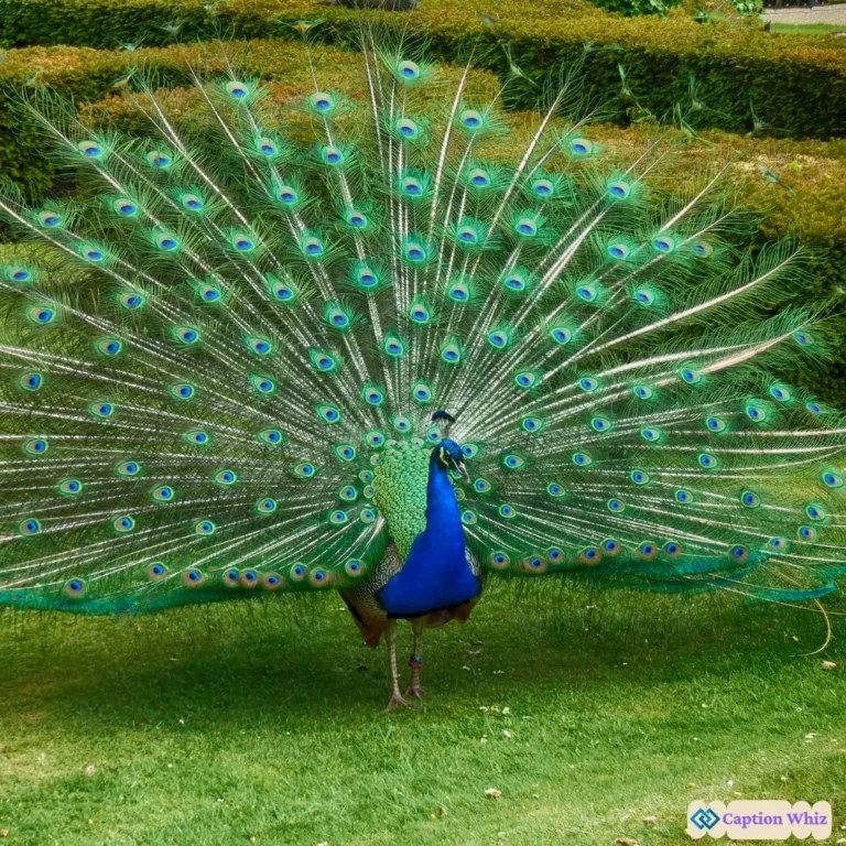 123+ Unforgettable Peacock Captions For Instagram and Quotes That Spark Joy
