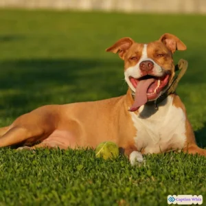 139+ Must-See Pitbull Captions For Instagram and Quotes That Spark Joy