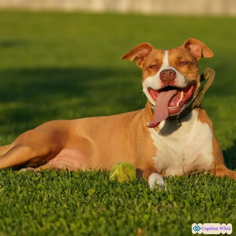 139+ Must-See Pitbull Captions For Instagram and Quotes That Spark Joy