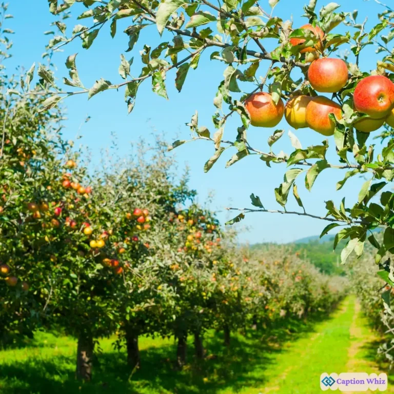 149+ Unforgettable Orchard Captions For Instagram and Quotes to Boost Engagement