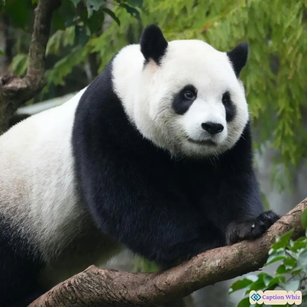153+ Unforgettable Panda Captions For Instagram and Quotes That Will Inspire You
