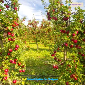 149+ Unforgettable Orchard Captions For Instagram and Quotes to Boost Engagement