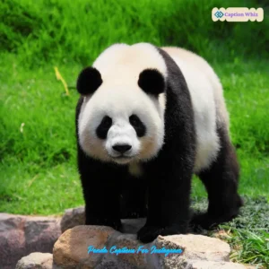 153+ Unforgettable Panda Captions For Instagram and Quotes That Will Inspire You