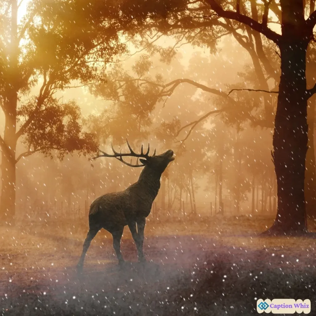 137+ Unforgettable Wild Captions For Instagram That Spark Curiosity and Fun Quotes