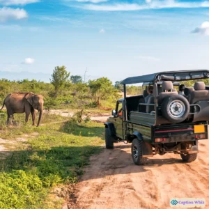 149+ Unforgettable Safari Captions For Instagram and Quotes That Ignite Adventure