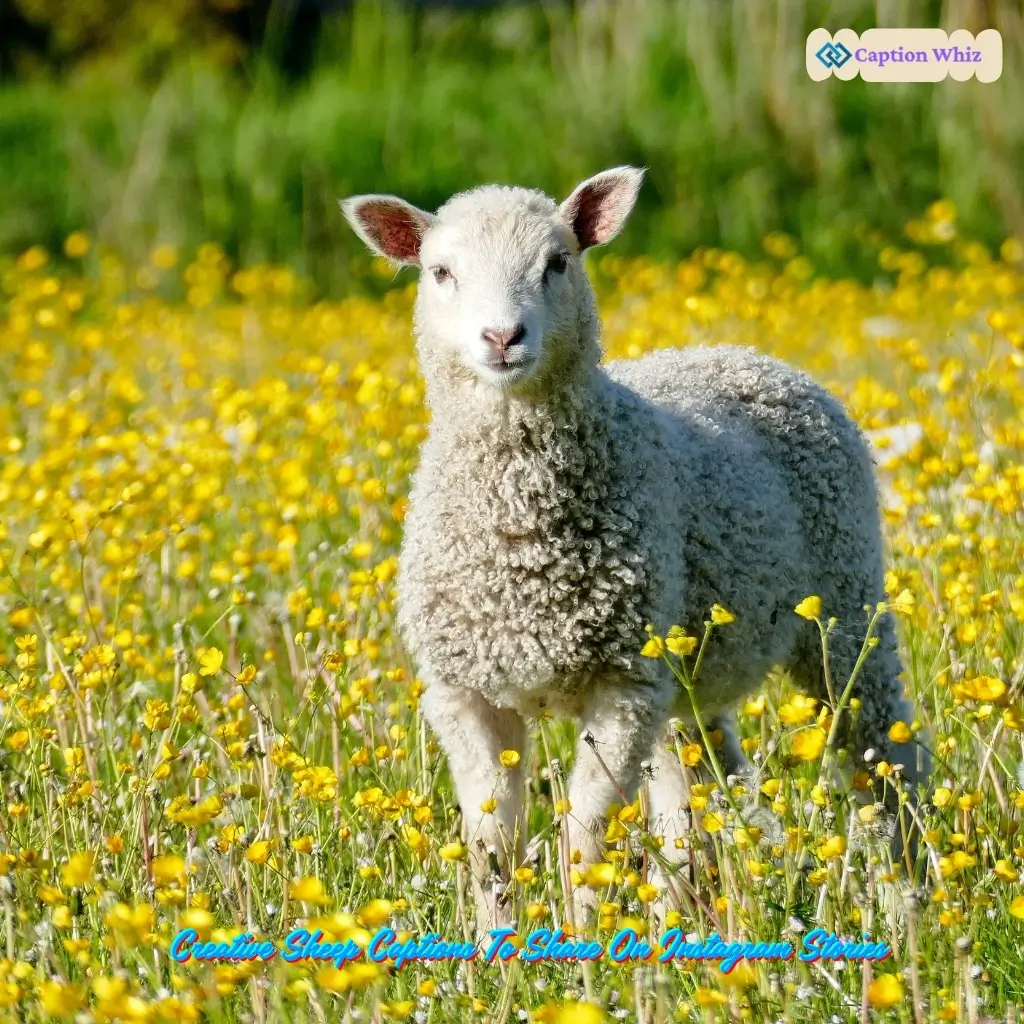 147+ Essential Sheep Captions For Instagram That Will Make Your Followers Smile Quotes