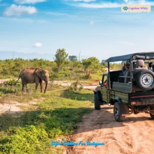 149+ Unforgettable Safari Captions For Instagram and Quotes That Ignite Adventure
