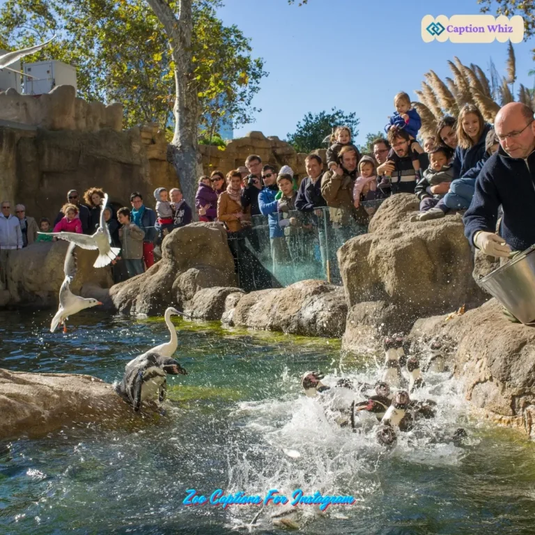 Zoo Captions For Instagram